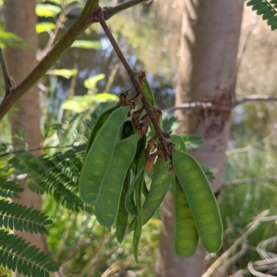 Paraserianthes lophantha subsp. lophantha (Cape Wattle) at Gateway Island, VIC - 25 Sep 2021 by Darcy