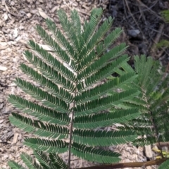 Paraserianthes lophantha subsp. lophantha at suppressed - suppressed