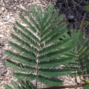 Paraserianthes lophantha subsp. lophantha at suppressed - 25 Sep 2021