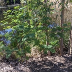 Paraserianthes lophantha subsp. lophantha at suppressed - 25 Sep 2021