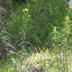 Neophema pulchella (Turquoise Parrot) at Chiltern, VIC - 25 Sep 2021 by Darcy