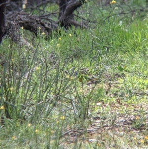 Neophema pulchella at Chiltern, VIC - suppressed