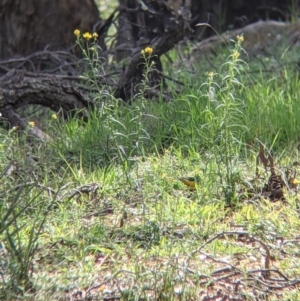 Neophema pulchella at Chiltern, VIC - suppressed