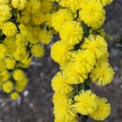 Acacia paradoxa (Kangaroo Thorn) at Chiltern, VIC - 25 Sep 2021 by Darcy