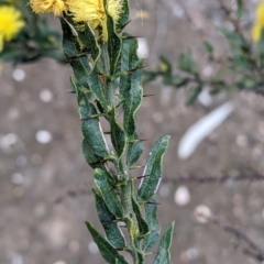 Acacia paradoxa at Chiltern, VIC - 25 Sep 2021