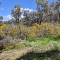 Acacia paradoxa at Chiltern, VIC - 25 Sep 2021 11:17 AM