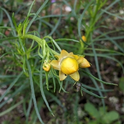 Xerochrysum viscosum (Sticky Everlasting) at Chiltern-Mt Pilot National Park - 25 Sep 2021 by Darcy