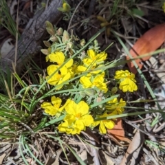 Hibbertia riparia (Erect Guinea-flower) at Chiltern-Mt Pilot National Park - 25 Sep 2021 by Darcy