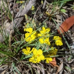 Hibbertia riparia at Chiltern, VIC - 25 Sep 2021