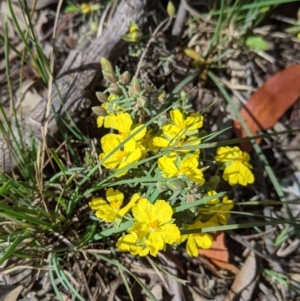 Hibbertia riparia at Chiltern, VIC - 25 Sep 2021