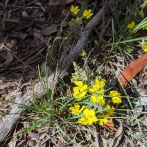 Hibbertia riparia at Chiltern, VIC - 25 Sep 2021