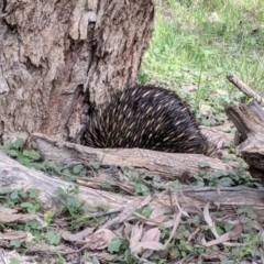 Tachyglossus aculeatus (Short-beaked Echidna) at Chiltern-Mt Pilot National Park - 25 Sep 2021 by Darcy