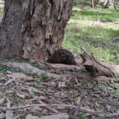 Tachyglossus aculeatus at Chiltern, VIC - 25 Sep 2021