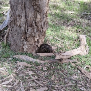 Tachyglossus aculeatus at Chiltern, VIC - 25 Sep 2021 01:52 PM