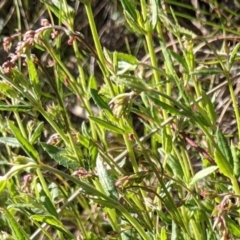 Gonocarpus tetragynus (Common Raspwort) at Mount Majura - 26 Sep 2021 by abread111