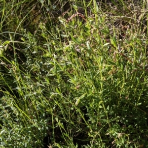 Gonocarpus tetragynus at Hackett, ACT - 26 Sep 2021 04:17 PM