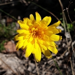 Microseris walteri (Yam Daisy, Murnong) at Holt, ACT - 19 Sep 2021 by drakes