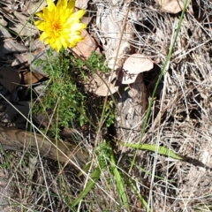 Microseris walteri at Holt, ACT - 20 Sep 2021