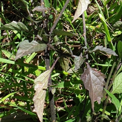 Solanum nigrum (Black Nightshade) at Wodonga - 26 Sep 2021 by ClaireSee