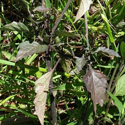 Solanum nigrum (Black Nightshade) at Wodonga, VIC - 26 Sep 2021 by ClaireSee