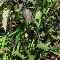 Solanum nigrum at Wodonga, VIC - 26 Sep 2021 12:10 PM