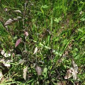 Solanum nigrum at Wodonga, VIC - 26 Sep 2021 12:10 PM