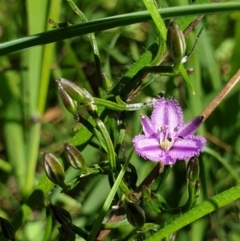 Thysanotus patersonii (Twining Fringe Lily) at Jack Perry Reserve - 26 Sep 2021 by ClaireSee