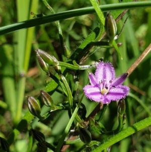 Thysanotus patersonii at Wodonga, VIC - 26 Sep 2021