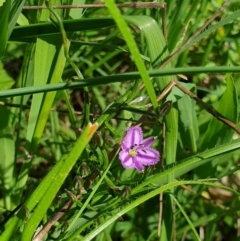 Thysanotus patersonii at Wodonga, VIC - 26 Sep 2021 12:01 PM