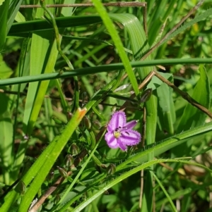 Thysanotus patersonii at Wodonga, VIC - 26 Sep 2021