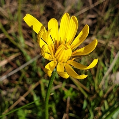 Microseris walteri (Yam Daisy, Murnong) at Mount Painter - 6 Sep 2021 by drakes