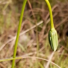 Microseris walteri at Cook, ACT - 7 Sep 2021