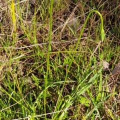 Microseris walteri at Cook, ACT - 7 Sep 2021