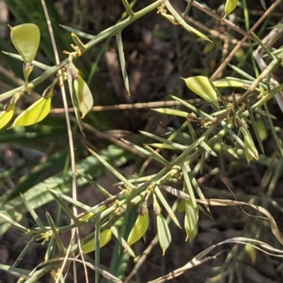 Daviesia genistifolia (Broom Bitter Pea) at Mount Majura - 26 Sep 2021 by abread111