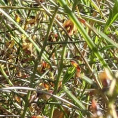 Daviesia genistifolia at Hackett, ACT - 26 Sep 2021