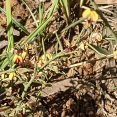 Daviesia genistifolia at Hackett, ACT - 26 Sep 2021