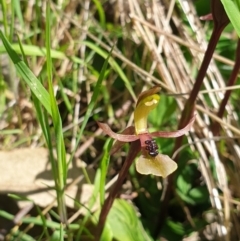 Chiloglottis trapeziformis (Diamond Ant Orchid) at Wodonga - 26 Sep 2021 by ClaireSee