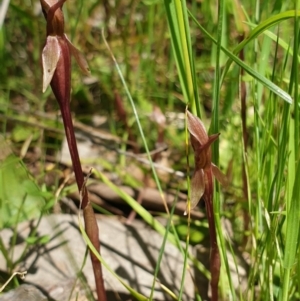 Chiloglottis trapeziformis at Wodonga, VIC - suppressed