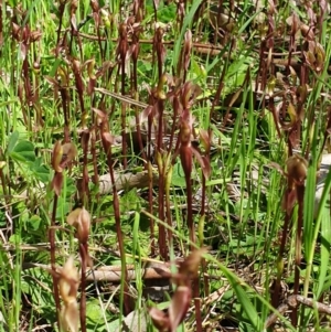 Chiloglottis trapeziformis at Wodonga, VIC - suppressed