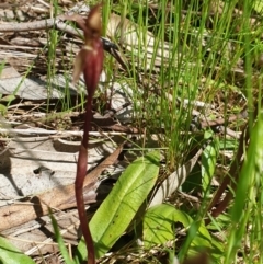 Chiloglottis trapeziformis at Wodonga, VIC - suppressed