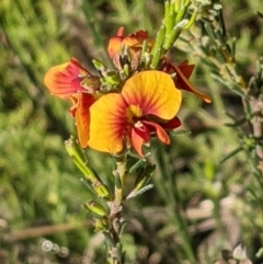 Dillwynia sericea (Egg And Bacon Peas) at Hackett, ACT - 26 Sep 2021 by abread111