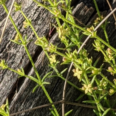 Galium gaudichaudii subsp. gaudichaudii (Rough Bedstraw) at Mount Majura - 26 Sep 2021 by abread111