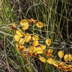 Diuris pardina (Leopard Doubletail) at Mount Majura - 26 Sep 2021 by abread111