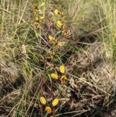 Diuris pardina at Hackett, ACT - 26 Sep 2021