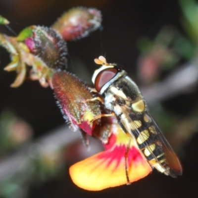 Simosyrphus grandicornis (Common hover fly) at Point 5813 - 26 Sep 2021 by Harrisi