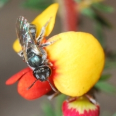 Lasioglossum (Chilalictus) sp. (genus & subgenus) (Halictid bee) at Aranda, ACT - 26 Sep 2021 by Harrisi