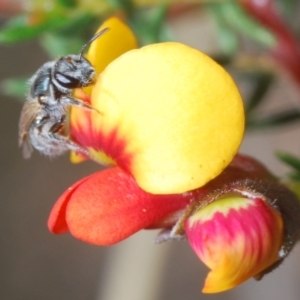 Lasioglossum (Chilalictus) sp. (genus & subgenus) at Aranda, ACT - 26 Sep 2021 02:45 PM