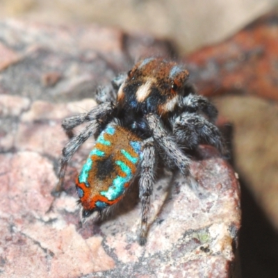 Maratus calcitrans (Kicking peacock spider) at Aranda, ACT - 26 Sep 2021 by Harrisi