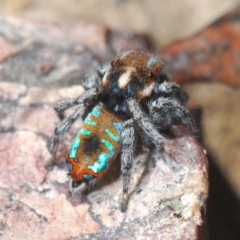 Maratus calcitrans (Kicking peacock spider) at Point 73 - 26 Sep 2021 by Harrisi