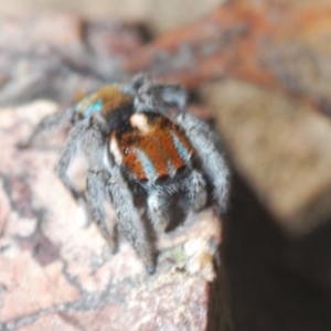 Maratus calcitrans at Aranda, ACT - suppressed